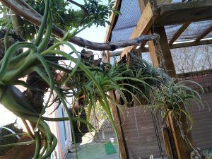 コリドラスに「テトラ ファンチップス」を与えると超可愛い!≪熱帯魚×餌≫