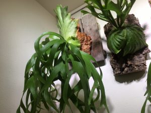 ビカクシダ　コロナリウム　　コルク板付け 屋内管理【匿名配送】 板付け用コルク / ビカクシダ / エアプランツ / 長辺約23cm