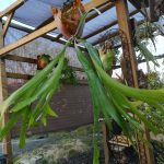 ビカクシダ(コウモリラン)の成長記録 。その3