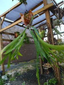 ビカクシダ（コウモリラン）の成長記録 。その３