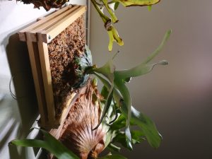 ダウボーイとキッチャクードがやってキタ。