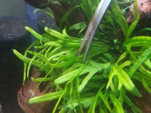 陰性水草をトリミング。