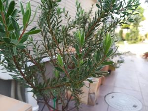 リューカデンドロン"ストロベリーフェア"という洒落た奴。