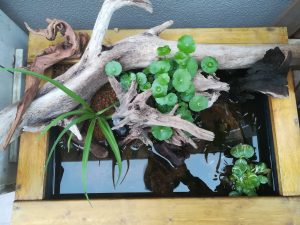 トロ舟ビオトープの植物たち。