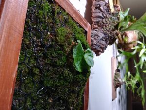 マダガスカリエンセ胞子培養株の記録。約2カ月後。