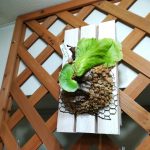 ビカクシダ・コロナリウムの株分け。