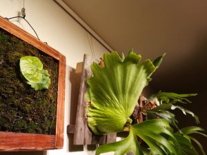 マダガスカリエンセ胞子培養株の記録。約3カ月後。