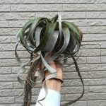 T.キセログラフィカが子株を付けました。