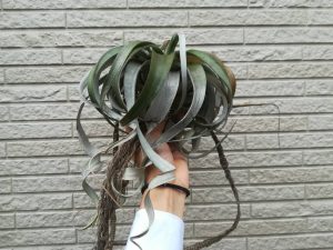 T.キセログラフィカが子株を付けました。