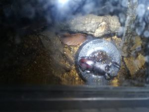 ノコギリクワガタ飼育を始めました。