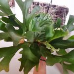 ビカクシダ・リドレイの虫食い対策。≪完全防御編≫