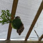 ビカクシダ・リドレイは風が好き!≪リドレイの育て方≫