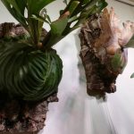 麻紐か？テグスか？≪ビカクシダの板付注意点について≫