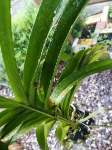 バンダが花芽を付けました。≪バンダの管理法・夏≫