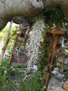 ウスネオイデスを枯らさず育てよう！