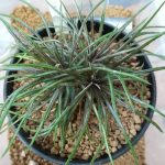 ディッキアの植え替え。≪ディッキア・コリスタミネア≫