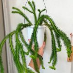 フペルジア・スクアローサの成長記録。1年半目。