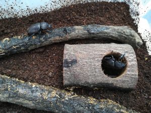 【閲覧注意】カブトムシを飼おう！≪台風により大被害発生中...≫
