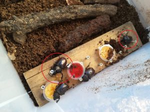 カブトムシを飼おう！≪カブトの♂が捕まえられない...しかし！≫