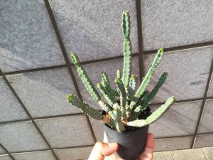 ユーフォルビア”デビリスピナ”の成長記録。1年目。