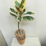 ゴムの木をお洒落な木鉢に植え替えました。