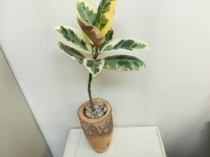 ゴムの木をお洒落な木鉢に植え替えました。