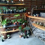 町田の植物屋「なかや植物店」に行ってきた。