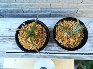 腰水でディッキアを発根させよう。≪Dyckia "toothy F2"≫