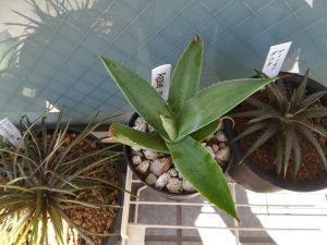 アガベの成長速度。≪アガベ・グイエンゴーラ≫