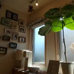 一夏を終えたウンベラータの記録≪3カ月≫