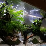 水温30℃でもシダ病にならなかった90cmスリム水槽。