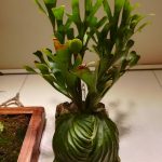 ビカクシダ・リドレイの成長記録≪1年半≫