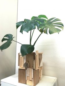 段ボールを再利用！鉢カバーをDIY！≪資源ゴミと端材の有効活用！笑≫