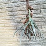 チランジア・ドーラティが花芽を付けました。≪T.Duratii≫