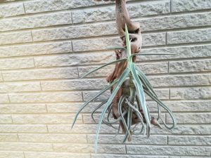 チランジア・ドーラティが花芽を付けました。≪T.Duratii≫