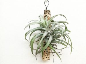 チランジアをカクタスボーンに着生してみよう。≪T.harrisii≫