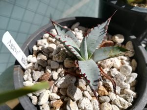 アガベ"屈原の舞扇"がたまらなくカッコいい。≪下葉が枯れていく...≫