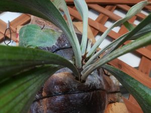 ビカク玉を解体し板付に...その訳は...≪ビカクシダの板付≫