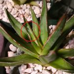 アガベ”姫笹の雪”にペンキが乗ってキタ！≪Agave victoriae-reginae≫