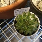 100均多肉植物「シルバースター」を育ててみる。≪グラプトベリア≫