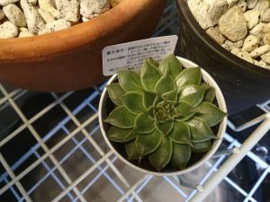 100均多肉植物「シルバースター」を育ててみる。≪グラプトベリア≫