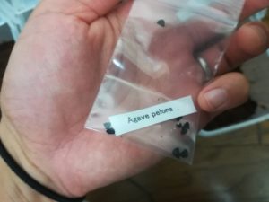 10月ですがアガベの実生を始めてみました。≪アガベ実生≫