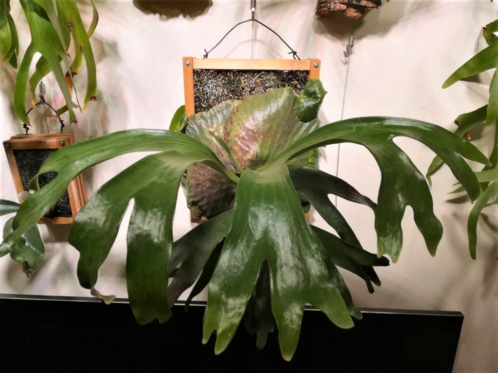 ビカクシダ ダウボーイ Platycerium Dawboy ビカクシダ ダウボーイ ビカクシダ交配種