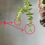 フペルジア・フレグマリアに胞子嚢が付いた！≪Huperzia phlegmaria≫