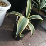 これはアリゾナスターなのかもしれない。≪Agave≫