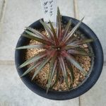 ディッキア・ダコタが真っ赤に染まってキタ！≪dyckia dakota≫