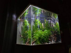 ＡＤＡのアクアグラベルを使ってみた。≪45cmキューブ水槽≫