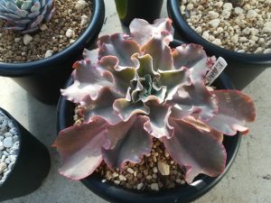 赤く染まる多肉植物。≪高砂の翁≫