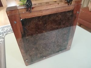 ビカクシダの根っこを見てみよう!≪クリアパネル仕立て≫