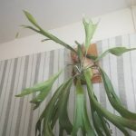 植物の変形(奇形)葉が出てくる理由。≪コウモリランの成長記録3年目≫